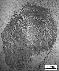 Magnified scale collected from a 765 mm Chinook salmon