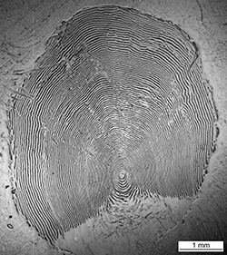 Magnified scale collected from a 780 mm male Chinook salmon