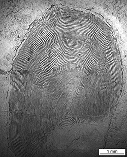 Magnified scale collected from a 830 mm female Chinook salmon