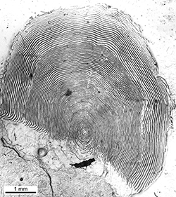 Magnified scale collected from a 875 mm female Chinook salmon