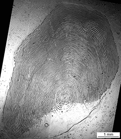 Magnified scale collected from a 845 mm male Chinook salmon