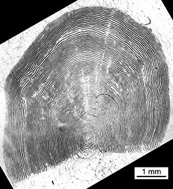 Magnified scale collected from a 810 mm female Chinook salmon