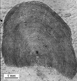 Magnified scale collected from a 771 mm male Chinook salmon