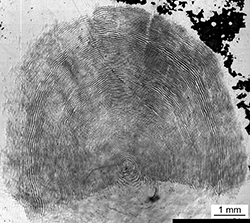 Magnified scale collected from a 990 mm male Chinook salmon