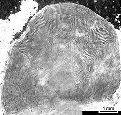 Magnified scale collected from a 975 mm female Chinook salmon