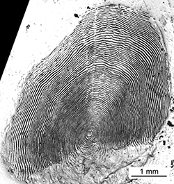 Magnified scale collected from a 737 mm male Chinook salmon