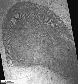 Magnified scale collected from a 975 mm female Chinook salmon