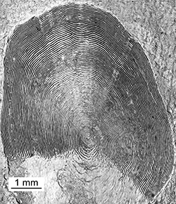 Magnified scale collected from a 725 mm female Chinook salmon