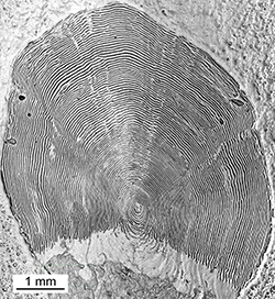 Magnified scale collected from a 780 mm male Chinook salmon