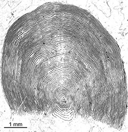 Magnified scale collected from a 708 mm female Chinook salmon