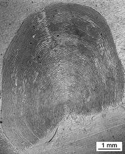 Magnified scale collected from a 800 mm female Chinook salmon