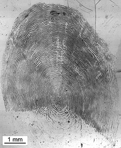 Magnified scale collected from a 750 mm male Chinook salmon