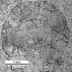 Magnified scale collected from a 385 mm male Chinook salmon
