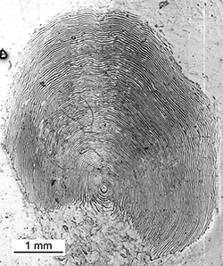 Magnified scale collected from a 630 mm male Chinook salmon