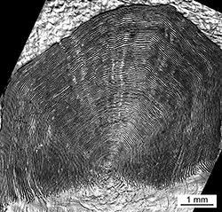 Magnified scale collected from a 940 mm female Chinook salmon
