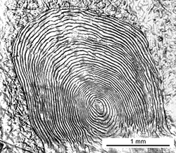 Magnified scale collected from a 340 mm male Chinook salmon