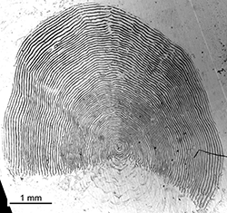 Magnified scale collected from a 638 mm female Chinook salmon