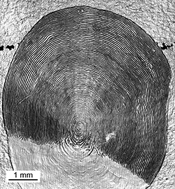 Magnified scale collected from a 761 mm female Chinook salmon