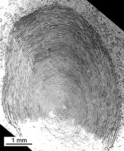 Magnified scale collected from a 785 mm male Chinook salmon