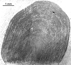 Magnified scale collected from a 830 mm male Chinook salmon