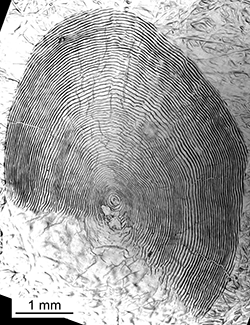 Magnified scale collected from a 611 mm female Chinook salmon