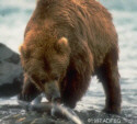 Bear catching a salmon