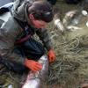 Gillnetters release fish as quickly as possible to
minimize the number of fish that die after being caught in the net.