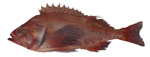 Bank Rockfish