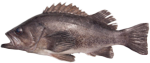 Black Rockfish