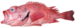 Blackgill Rockfish