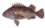 Brown Rockfish