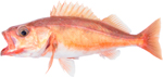 Chilipepper Rockfish