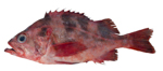 Darkblotched Rockfish