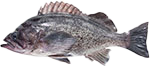 Deacon Rockfish