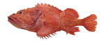 Emperor Rockfish