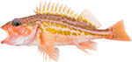 Greenstriped Rockfish