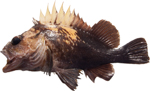 Quillback Rockfish