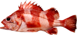 Redbanded Rockfish