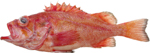 Rougheye Rockfish