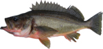 Silvergray Rockfish