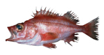 Splitnose Rockfish