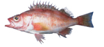 Stripetail Rockfish