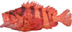 Tiger Rockfish