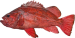 Vermillion Rockfish