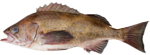 Widow Rockfish