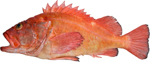 Yelloweye Rockfish