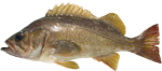 Yellowtail Rockfish