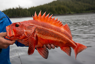 Rockfish