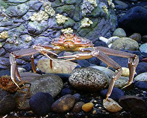 Tanner crab on the beach