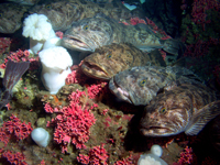 Lingcod resting on the bottom of the sea.